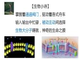 高中生物必修一 4.1被动运输 课件-2021-2022学年高一上学期