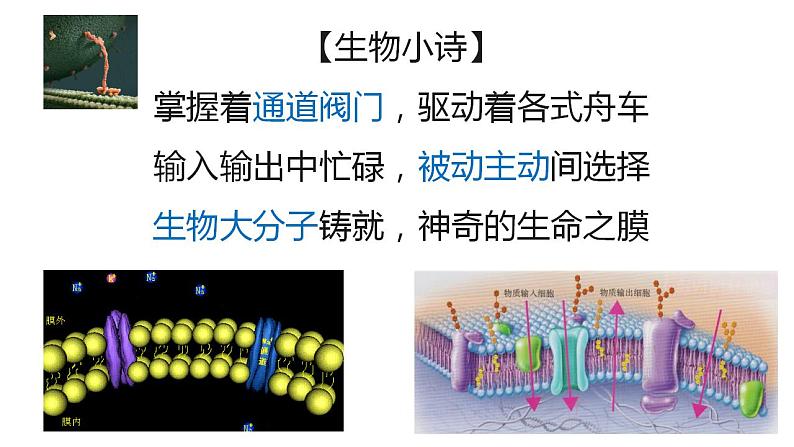 高中生物必修一 4.1被动运输 课件-2021-2022学年高一上学期第1页