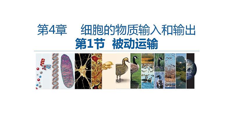 高中生物必修一 4.1被动运输 课件-2021-2022学年高一上学期第2页