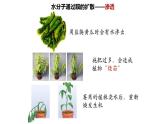 高中生物必修一 4.1被动运输 课件-2021-2022学年高一上学期