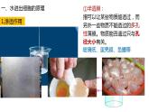 高中生物必修一 4.1被动运输 课件-2021-2022学年高一上学期