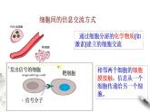 高中生物必修一 3.1 细胞膜的结构和功能 课件(共23张)