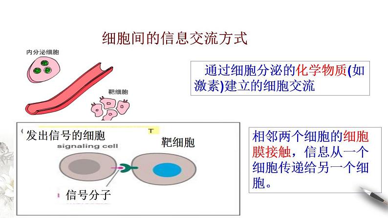 高中生物必修一 3.1 细胞膜的结构和功能 课件第3页