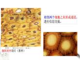 高中生物必修一 3.1 细胞膜的结构和功能 课件(共23张)