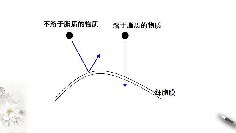 高中生物必修一 3.1 细胞膜的结构和功能 课件第6页