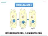高中生物必修一 3.3细胞核的结构和功能课件