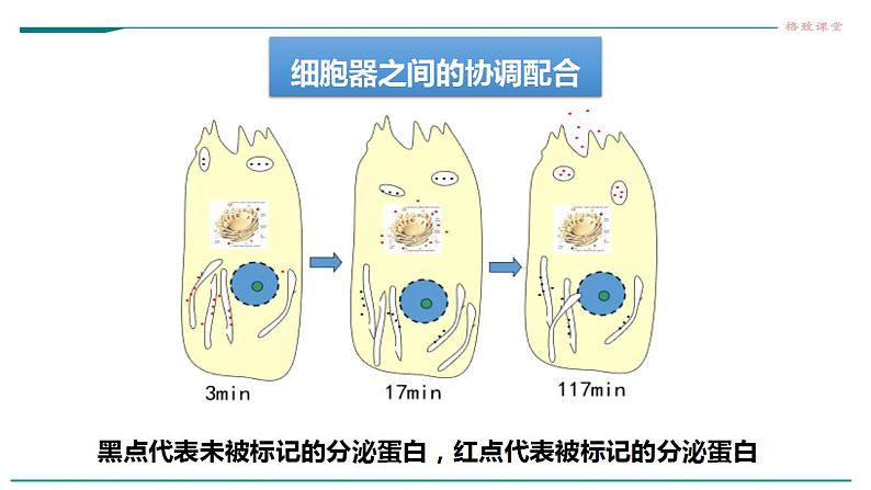 高中生物必修一 3.3细胞核的结构和功能课件05