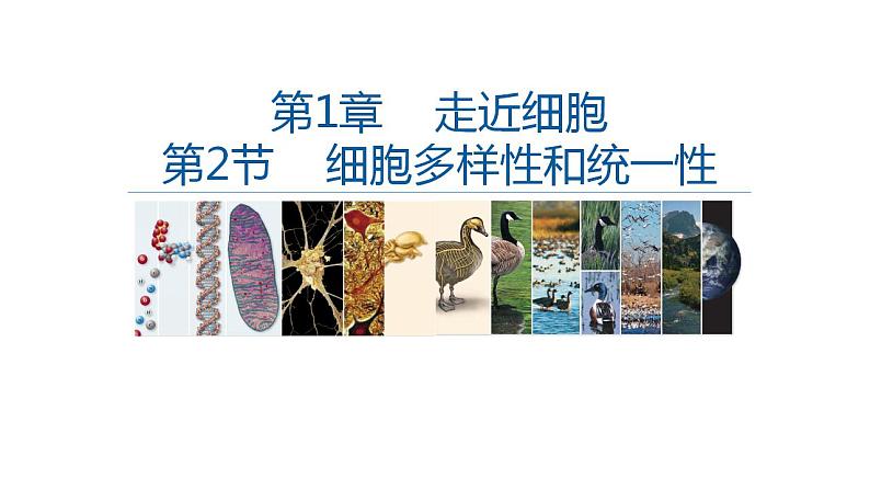 高中生物必修一 1.2细胞的多样性和统一性 课件-2021-2022学年高一上学期01