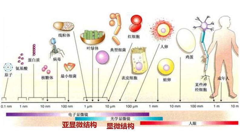 高中生物必修一 1.2细胞的多样性和统一性 课件-2021-2022学年高一上学期02