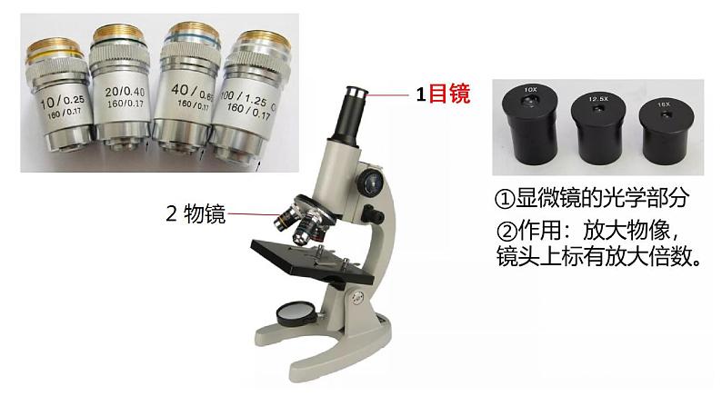 高中生物必修一 1.2细胞的多样性和统一性 课件-2021-2022学年高一上学期04