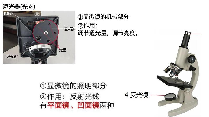 高中生物必修一 1.2细胞的多样性和统一性 课件-2021-2022学年高一上学期06