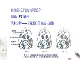 高中生物必修一 3.2.2 细胞器之间的分工合作 课件(共13张)