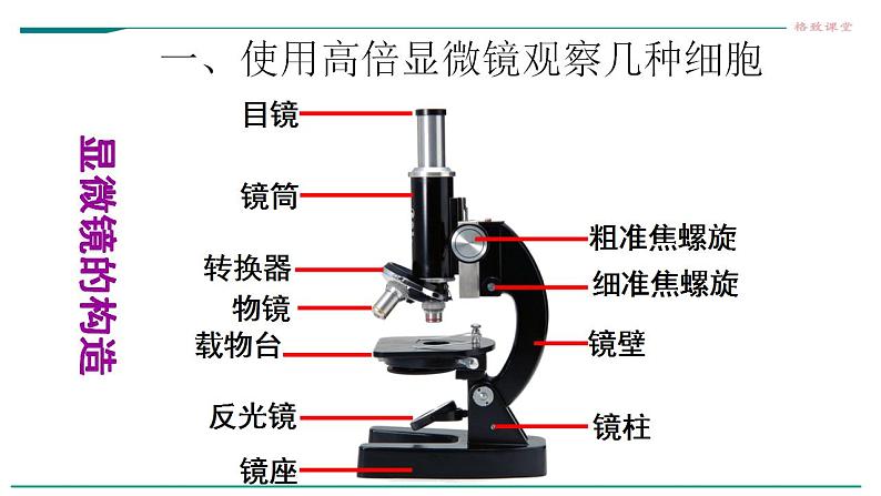 高中生物必修一 1.2细胞的多样性和统一性课件第3页