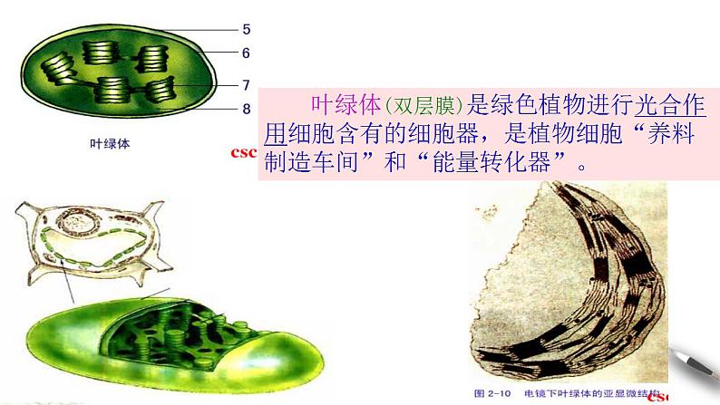 高中生物必修一 3.2.1 细胞器之间的分工合作 课件第4页