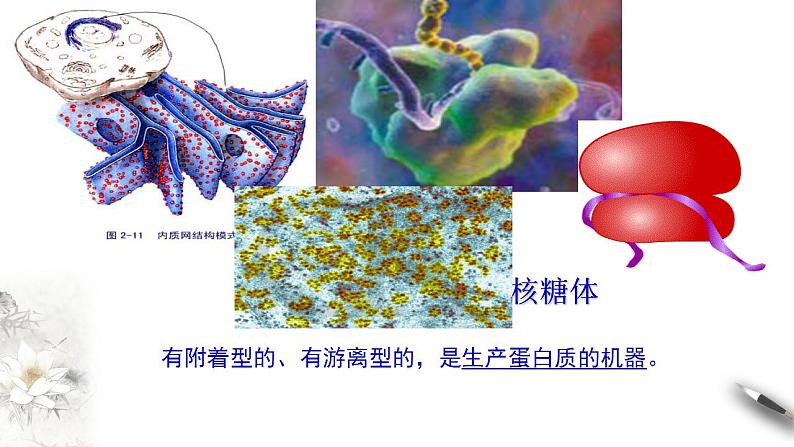 高中生物必修一 3.2.1 细胞器之间的分工合作 课件第6页