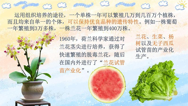 2.1.2 植物细胞工程的应用 (课件）高二生物（人教版2019选择性必修3）第4页