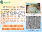 2.2.1 動物細胞培養(yǎng)高二生物（人教版2019選擇性必修3） 課件+學(xué)案