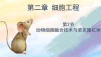 高中生物人教版 (2019)选择性必修3二 动物细胞融合技术与单克隆抗体优秀ppt课件