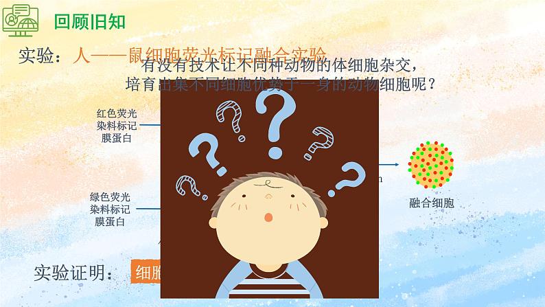 2.2.2 动物细胞融合技术与单克隆抗体高二生物（人教版2019选择性必修3） 课件+学案04