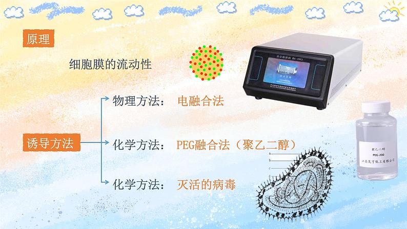 2.2.2 动物细胞融合技术与单克隆抗体高二生物（人教版2019选择性必修3） 课件+学案06