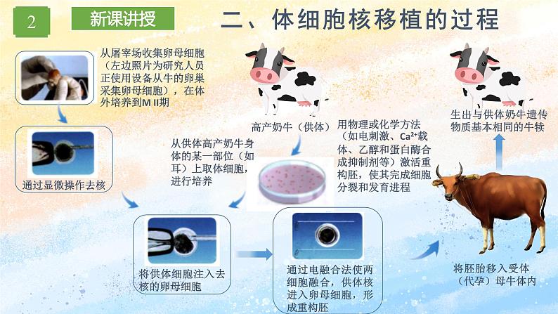 2.2.3 动物体细胞核移植技术和克隆动物高二生物（人教版2019选择性必修3） 课件+学案08