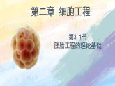 2.3.1 胚胎工程的理論基礎(chǔ)高二生物（人教版2019選擇性必修3） 課件+學(xué)案