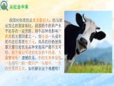 2.3.1 胚胎工程的理論基礎(chǔ)高二生物（人教版2019選擇性必修3） 課件+學(xué)案