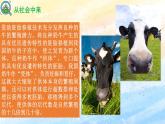 2.3.1 胚胎工程的理論基礎(chǔ)高二生物（人教版2019選擇性必修3） 課件+學(xué)案