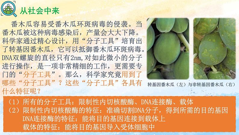 3.1 重组DNA技术的基本工具 (备课件）-【上好课】2021-2022学年高二生物同步备课系列（人教版2019选择性必修3）第6页