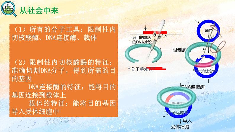 3.1 重组DNA技术的基本工具 (备课件）-【上好课】2021-2022学年高二生物同步备课系列（人教版2019选择性必修3）第7页