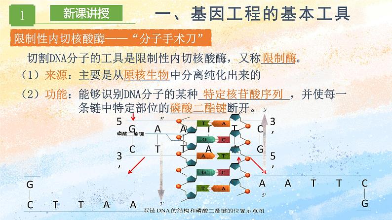 3.1 重组DNA技术的基本工具 (备课件）-【上好课】2021-2022学年高二生物同步备课系列（人教版2019选择性必修3）第8页