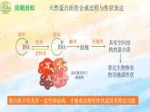 3.4 蛋白质工程的原理和应用高二生物（人教版2019选择性必修3） 课件+学案