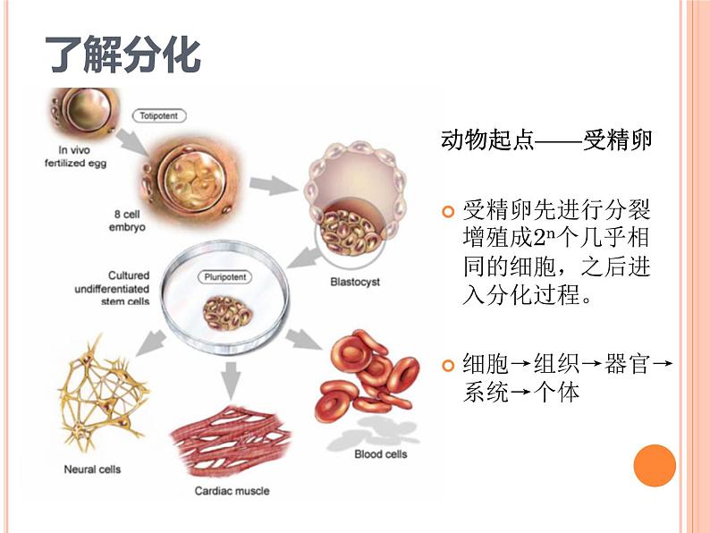 【2019人教版】必修1第6章第2节 细胞的分化 课件PPT04