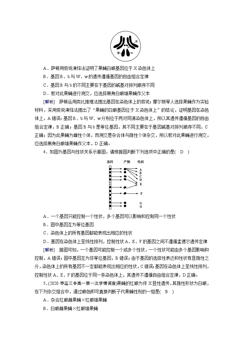 高中生物第二册 课堂作业.第2章 第2节 基因在染色体上02