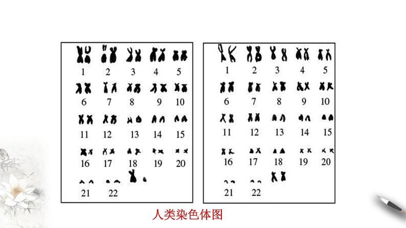 高中生物第二册 5.2 染色体变异 课件-遗传与进化(共26张)03