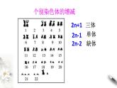 高中生物第二册 5.2 染色体变异 课件-遗传与进化(共26张)
