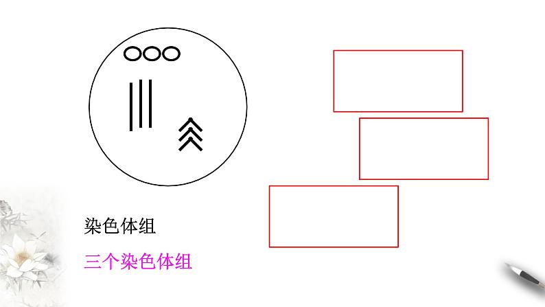 高中生物第二册 5.2 染色体变异 课件-遗传与进化(共26张)07