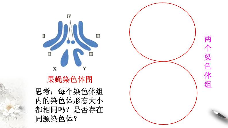 高中生物第二册 5.2 染色体变异 课件-遗传与进化(共26张)08