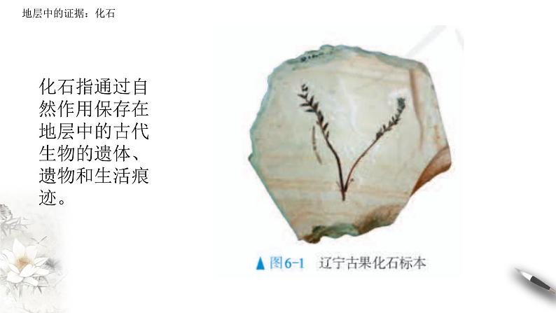 高中生物第二册 6.1 生物有共同祖先的证据 课件-遗传与进化(共14张)04