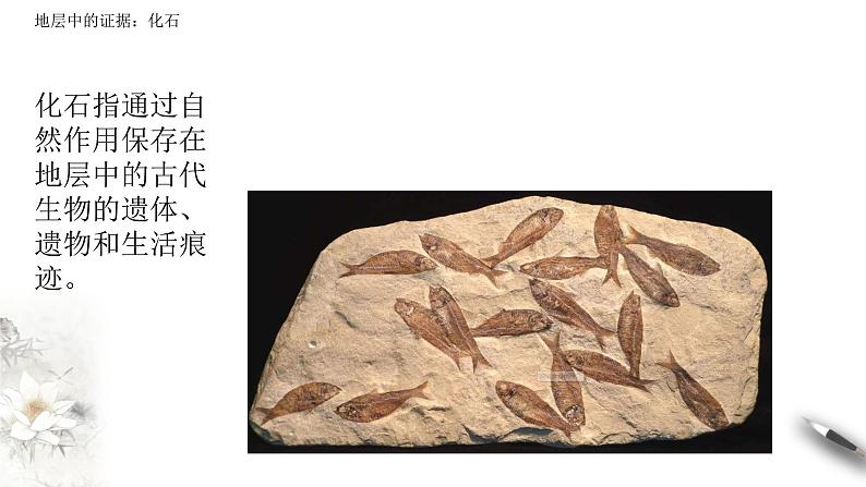 高中生物第二册 6.1 生物有共同祖先的证据 课件-遗传与进化(共14张)06