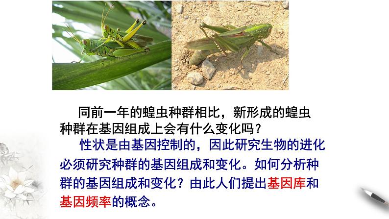 高中生物第二册 6.3 种群基因组成的变化与物种形成 课件-遗传与进化(共46张)第5页