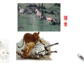 高中生物第二册 6.4 协同进化与生物多样性的形成 课件-遗传与进化(共18张)