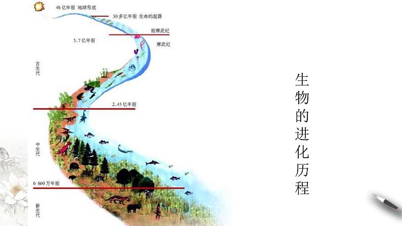 高中生物第二册 6.4 协同进化与生物多样性的形成 课件-遗传与进化(共18张)07