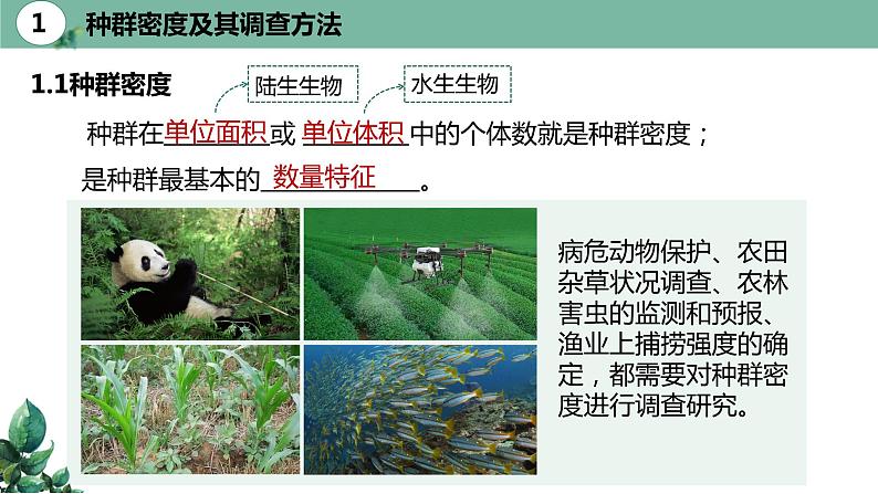 高中生物选择性必修二 1.1 种群的数量特征（第一课时）精品课件06