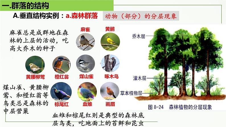 高中生物选择性必修二 2.1 群落的结构（第2课时）精讲课件08