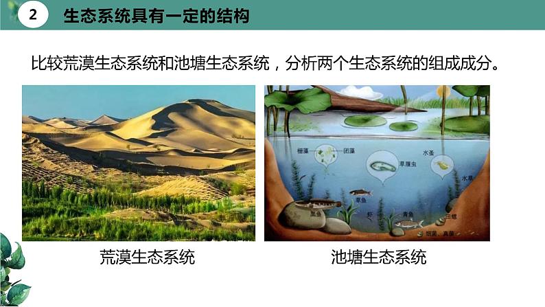 高中生物选择性必修二 3.1 生态系统的结构（第一课时）精品课件08