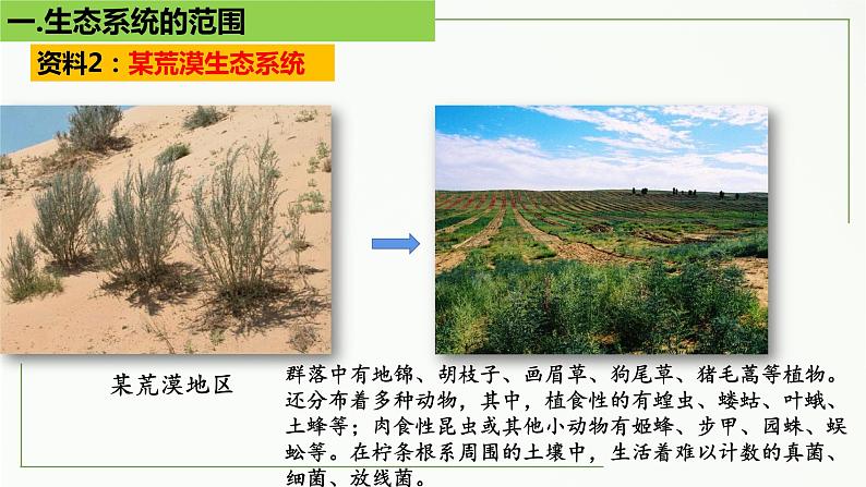 高中生物选择性必修二 3.1 生态系统的结构精讲课件08