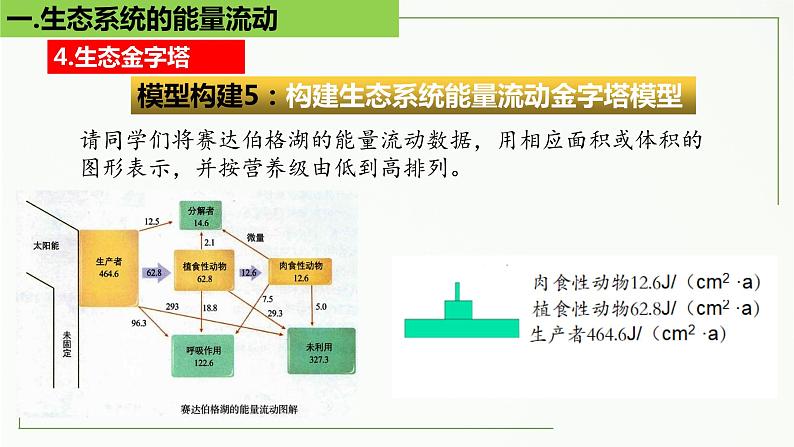 高中生物选择性必修二 3.2 生态系统的能量流动（第2课时）精讲课件07