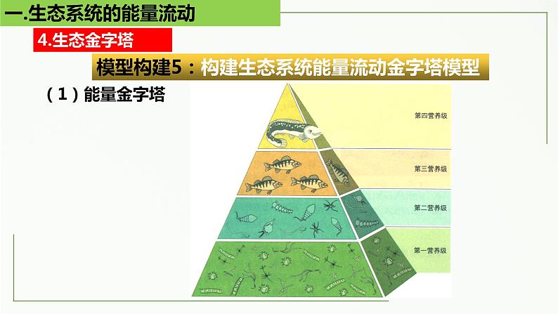 高中生物选择性必修二 3.2 生态系统的能量流动（第2课时）精讲课件08