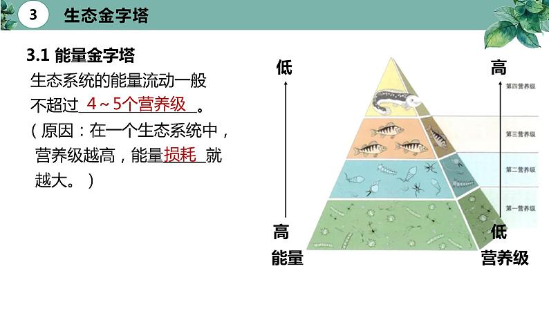 高中生物选择性必修二 3.2 生态系统的能量流动（第二课时）精品课件第5页